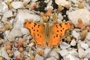 Polygonia egea