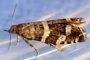 Epinotia fraternana