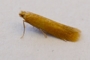 Tischeria ekebladella