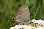 Satyrium w-album