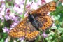 Euphydryas cynthia