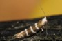 Argyresthia trifasciata