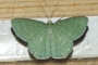 Chlorissa cloraria