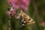 Heliothis maritima