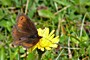 Erebia pronoe