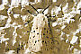 Spilosoma lubricipeda