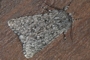 Acronicta euphorbiae