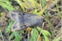 Agrotis ipsilon