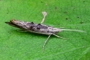 Ypsolopha scabrella