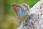 Polyommatus daphnis