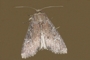 Apamea lateritia