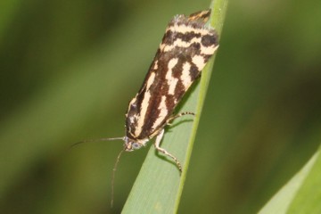 Ackerwinden-Bunteulchen