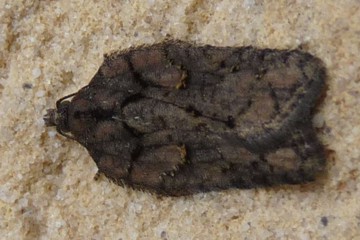 Acleris abietana