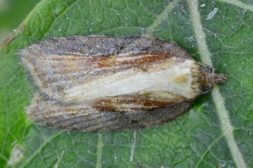 Acleris hastiana