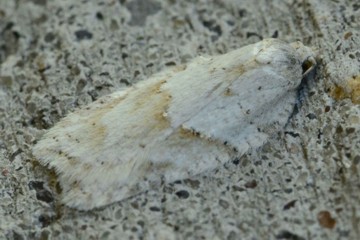 Acleris logiana