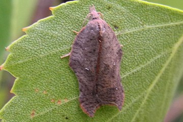 Acleris emargana