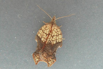 Acleris emargana