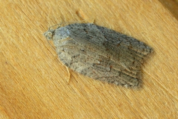 Acleris sparsana