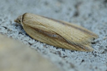 Acleris lorquiniana