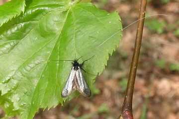 Adela reaumurella