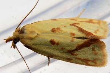 Agapeta hamana