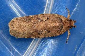 Agonopterix heracliana