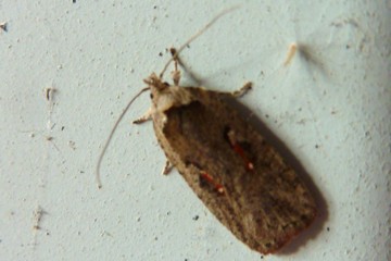 Agonopterix ocellana