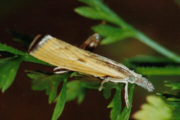 Agriphila inquinatella