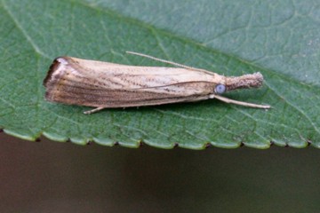 Agriphila poliellus