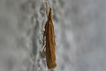 Agriphila tristella