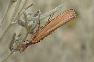 Agriphila tristella