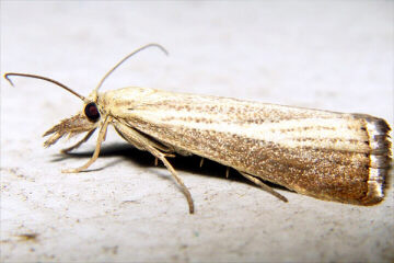 Agriphila straminella