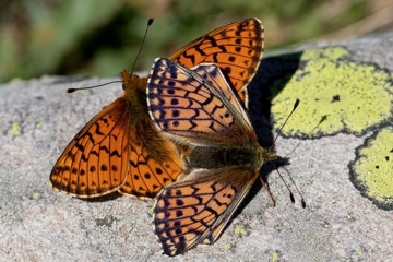 Ähnlicher Perlmutterfalter