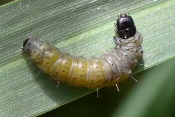 Aleimma loeflingiana