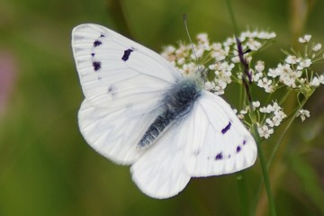 Alpenweißling