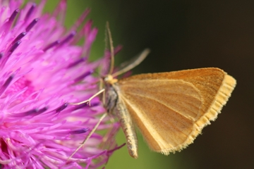 Dottergelber Alpenwiesenspanner