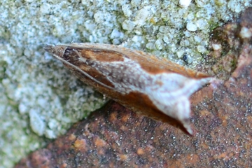 Ancylis diminutana