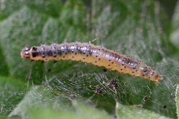 Anthophila fabriciana