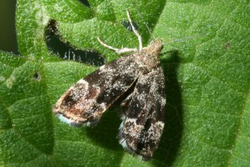 Anthophila fabriciana