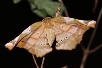 Fliederspanner