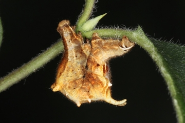 Fliederspanner