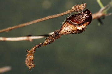 Fliederspanner