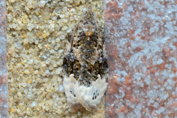 Apotomis capreana