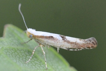 Argyresthia bonnetella