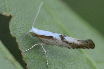 Argyresthia bonnetella