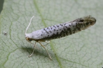 Argyresthia retinella