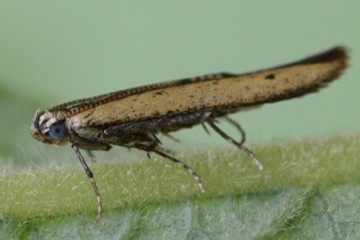 Batrachedra pinicolella