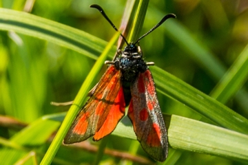 Beilfleckwidderchen