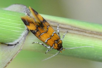 Bisigna procerella