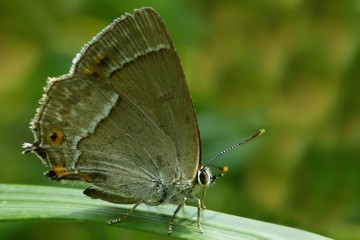 Blauer Eichenzipfelfalter